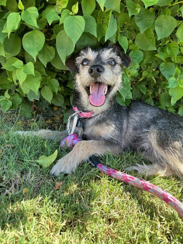 Enlarge Gabbie, a Adopted Terrier image 2/3