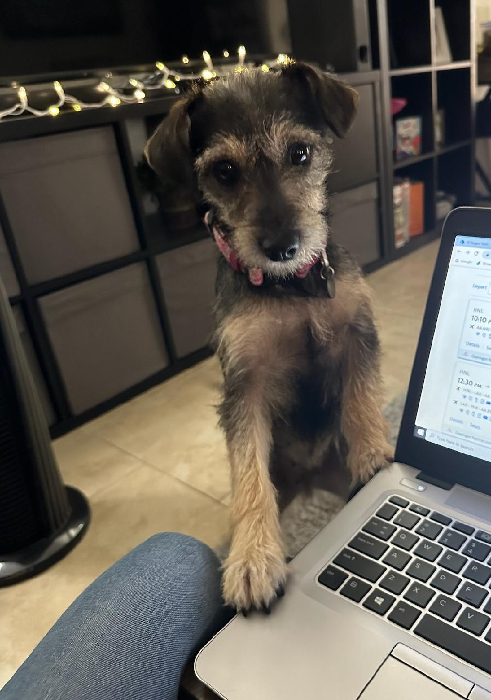 Enlarge Gabbie, a Adopted Terrier image 3/3