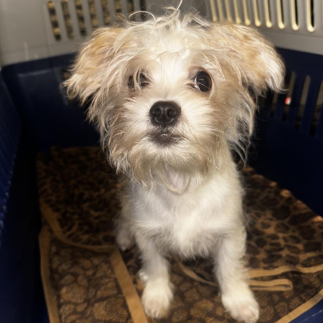 Enlarge Archie, a Adoptable mixed breed in Manalapan, NJ image 1/3