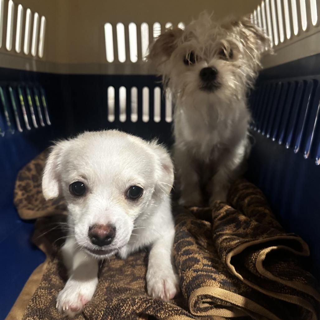 Enlarge Archie, a Adoptable mixed breed in Manalapan, NJ image 2/3