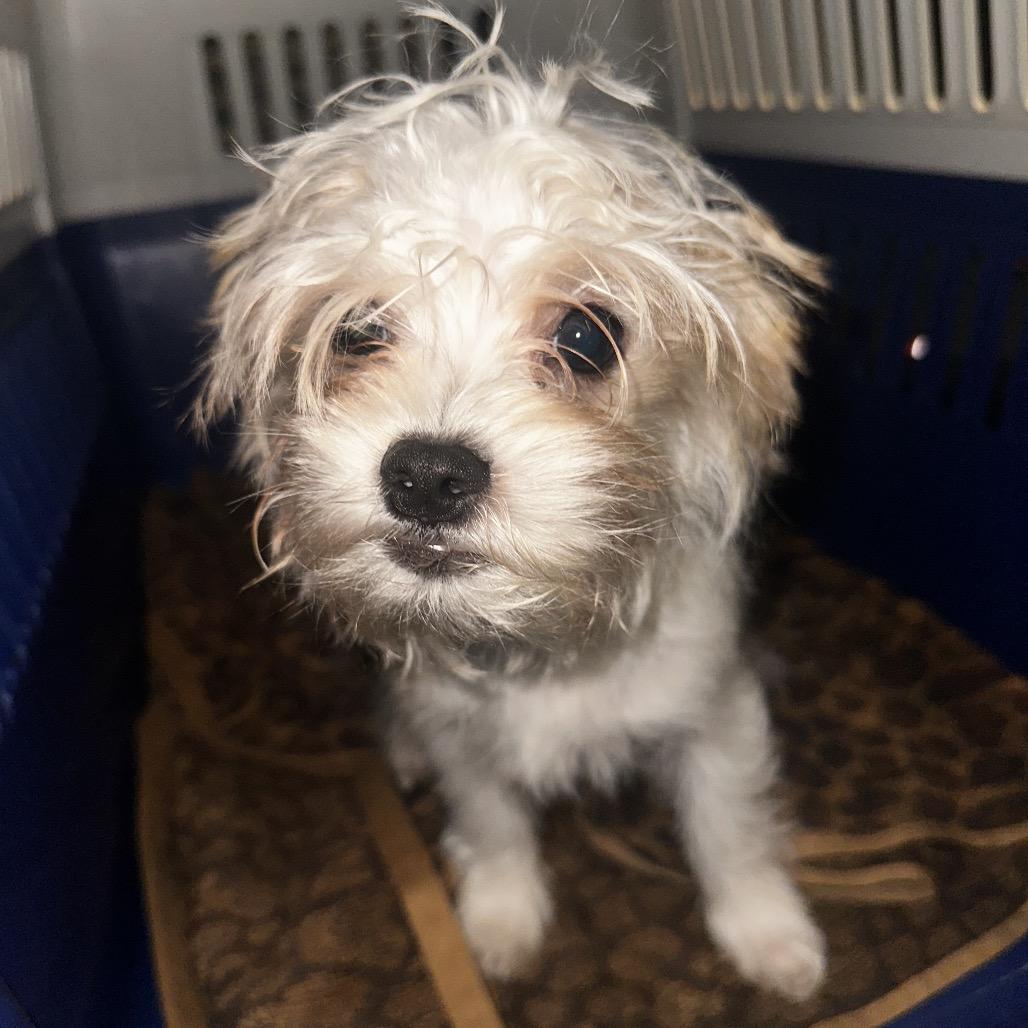 Enlarge Archie, a Adoptable mixed breed in Manalapan, NJ image 3/3