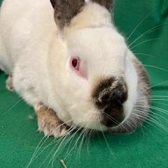 Henrietta, a Adoptable Californian in Haltom City, TX image 4/4
