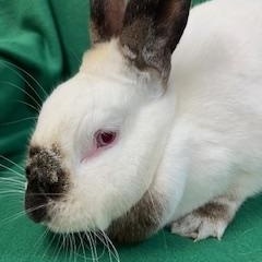 Henrietta, a Adoptable Californian in Haltom City, TX image 2/4