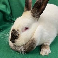 Henrietta, Adoptable, Adult Female Californian.