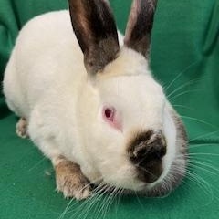 Henrietta, a Adoptable Californian in Haltom City, TX image 3/4