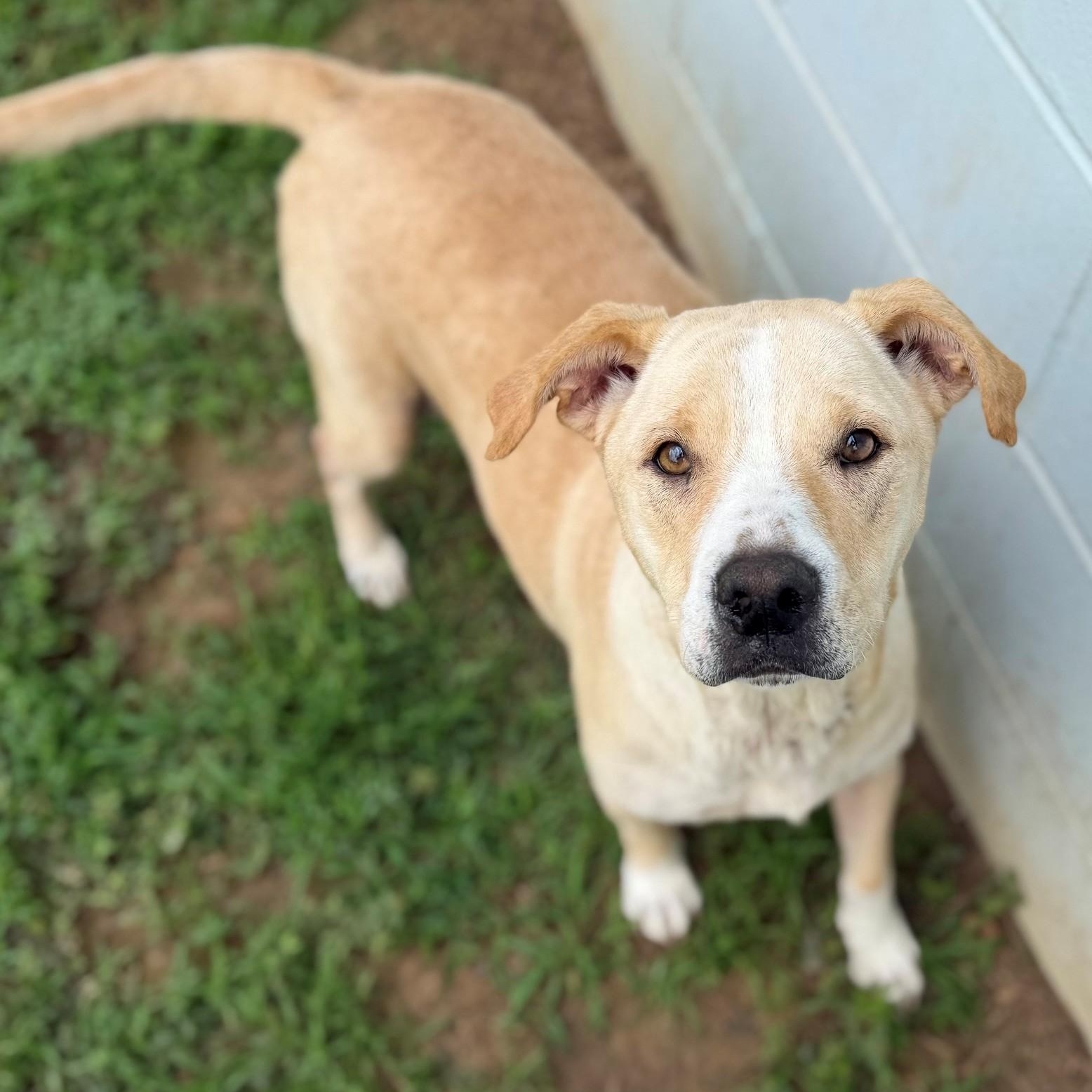 Enlarge Goldie, a ADOPTABLE mixed breed in Summerdale, AL image 1/1