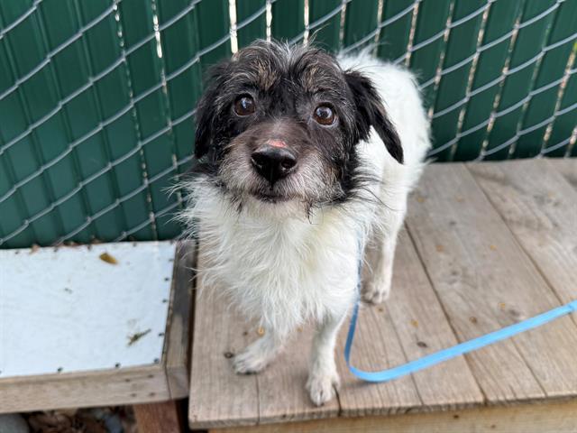 MOE, Adoptable, Adult Male Terrier & Mixed Breed.