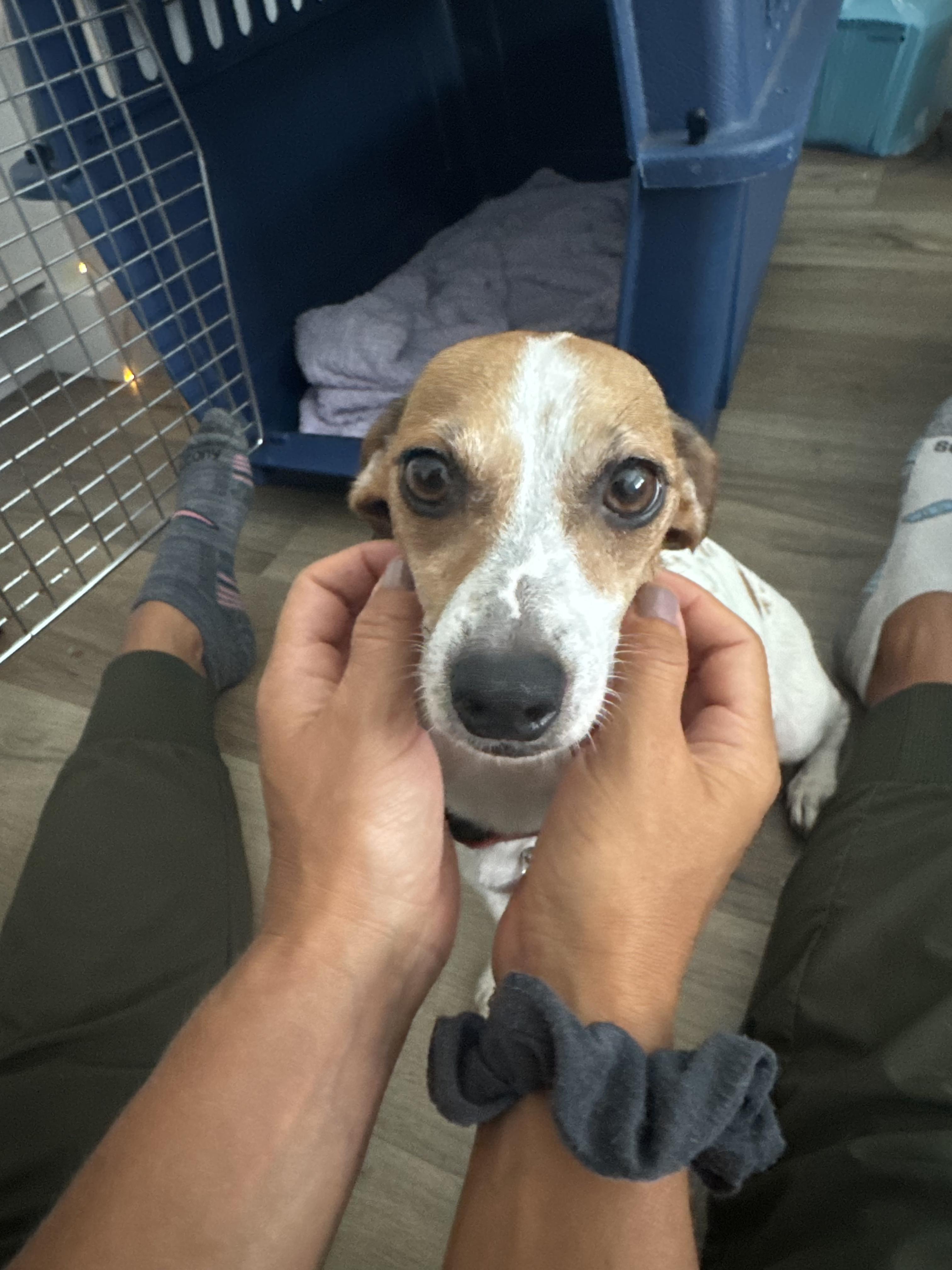 Belle, a Adoptable mixed breed in West Hollywood, CA image 3/6