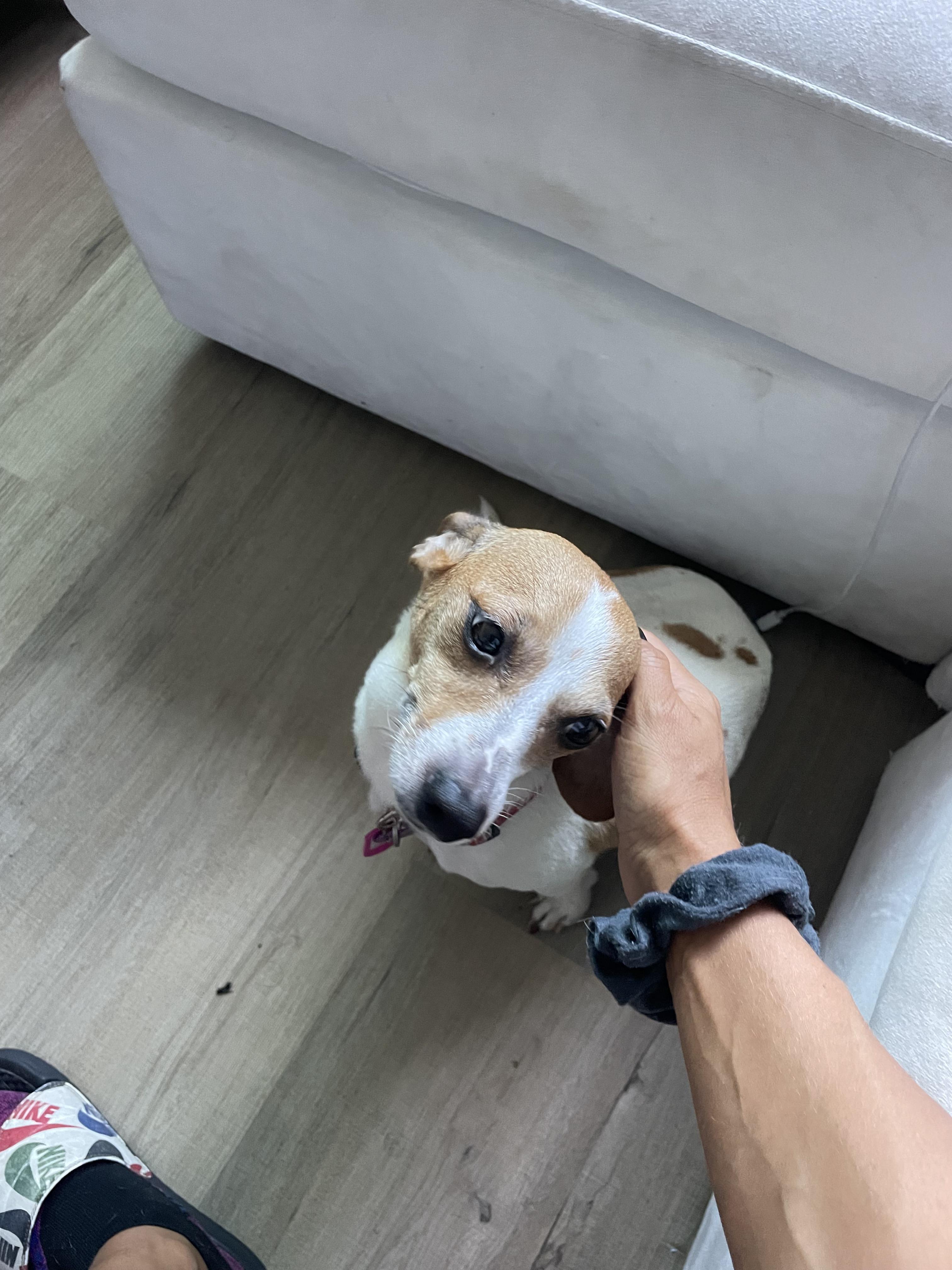 Belle, a Adoptable mixed breed in West Hollywood, CA image 4/6