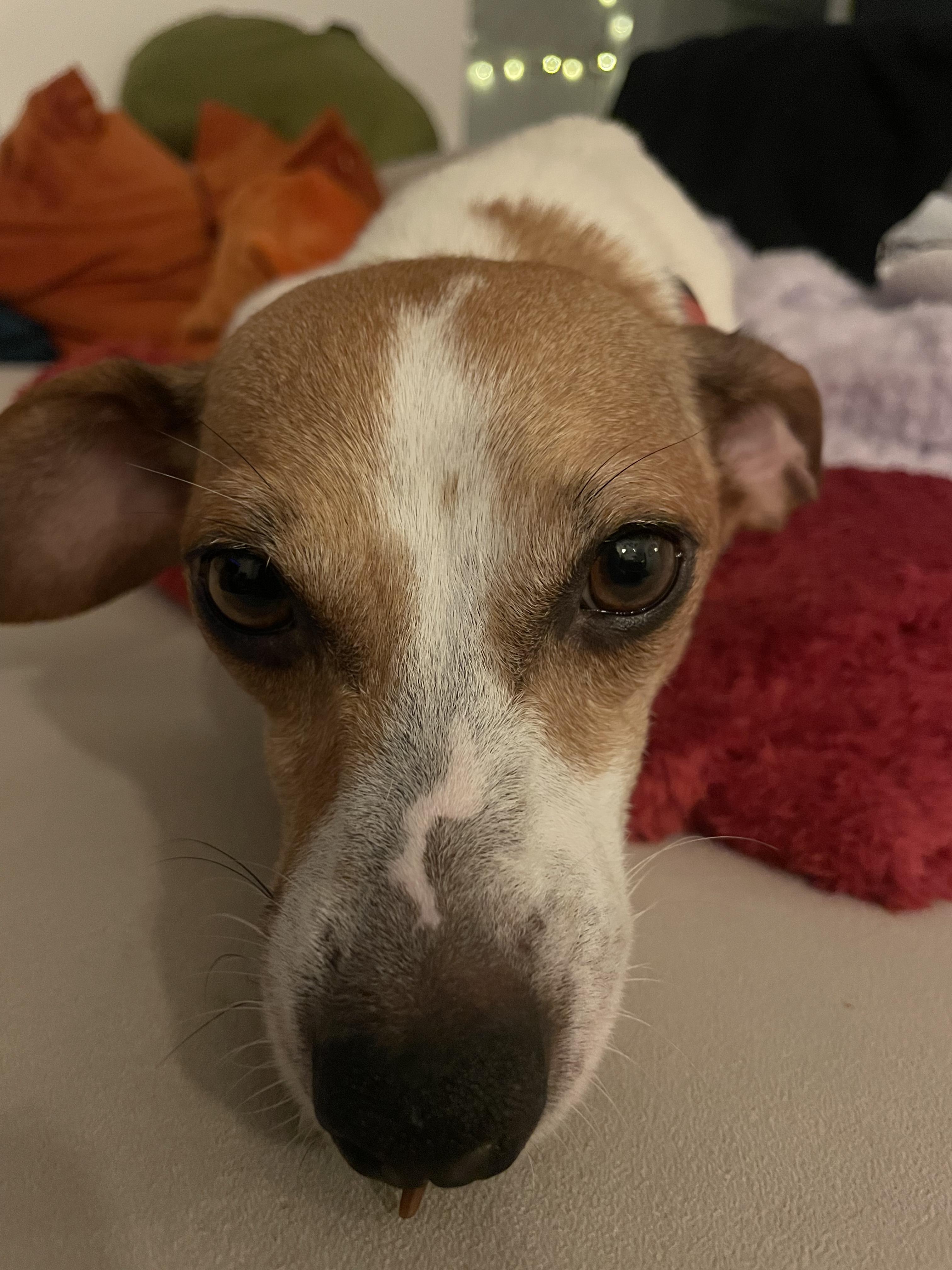 Belle, a Adoptable mixed breed in West Hollywood, CA image 2/6