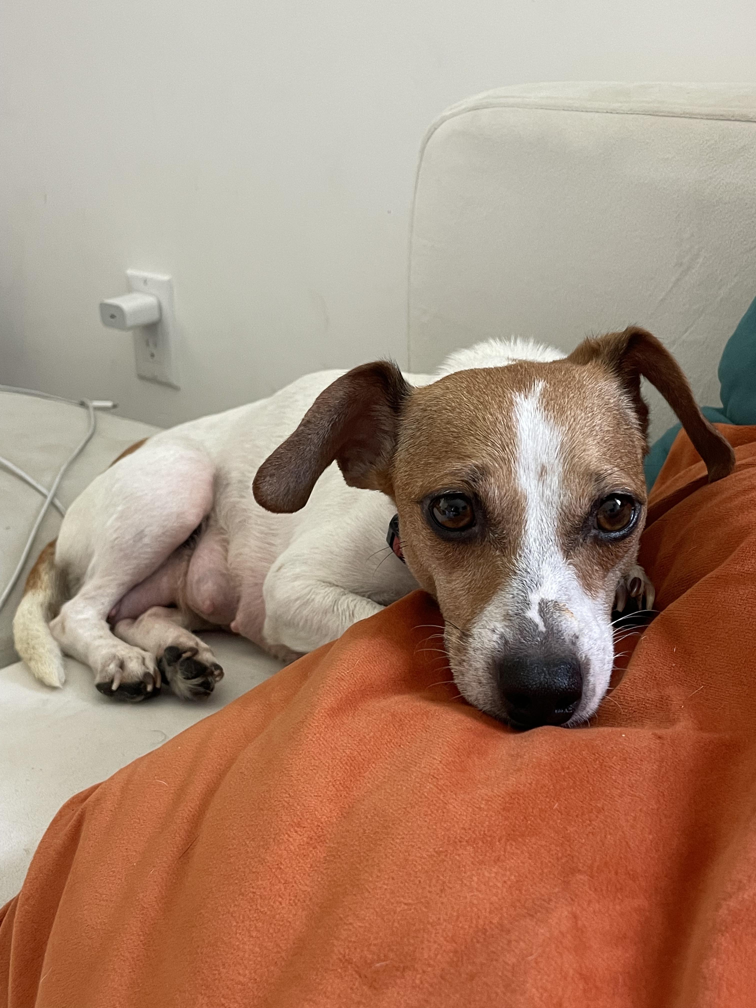 Belle, Adoptable, Young Female Jack Russell Terrier & Chihuahua.