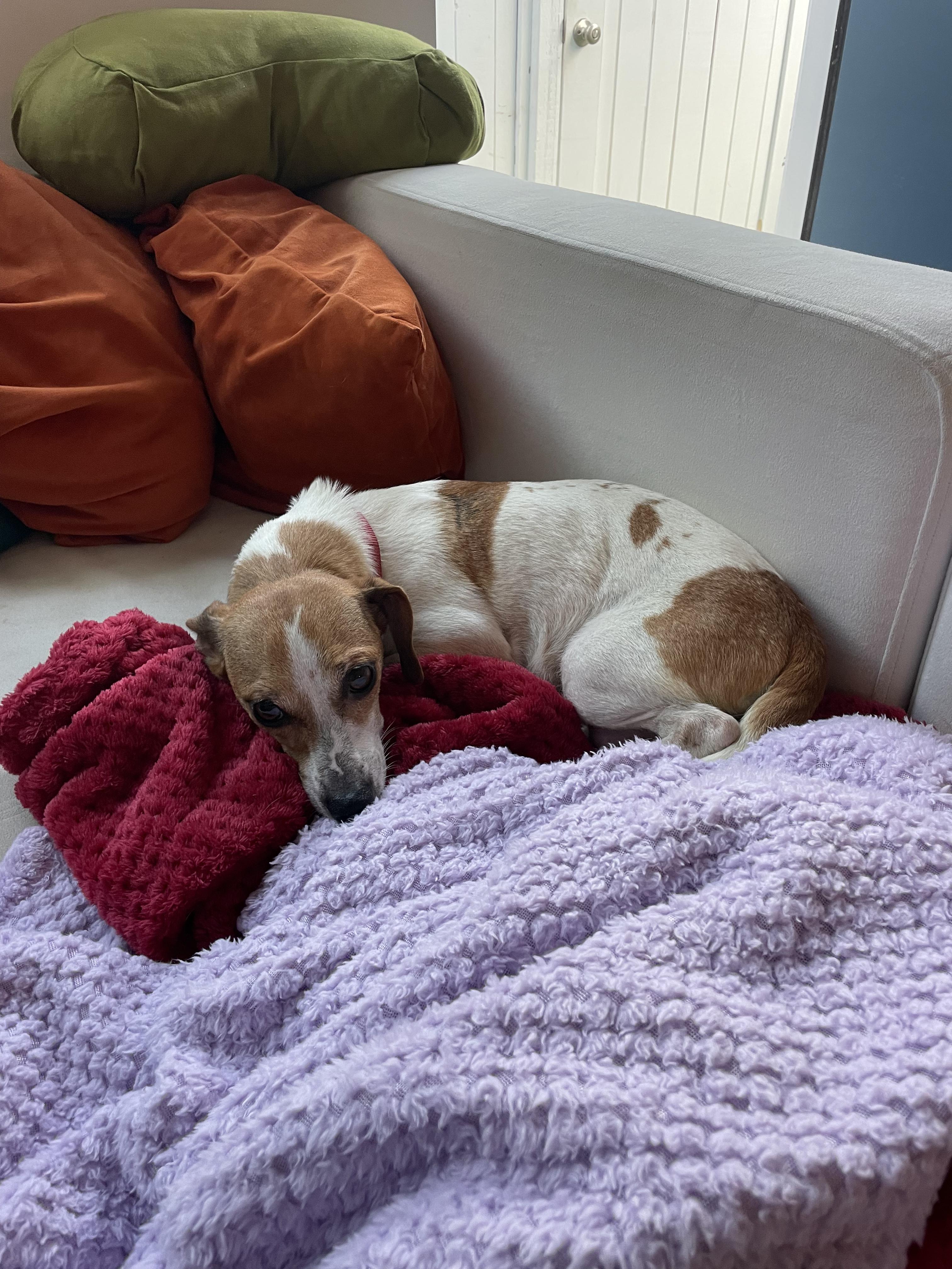 Belle, a Adoptable mixed breed in West Hollywood, CA image 5/6