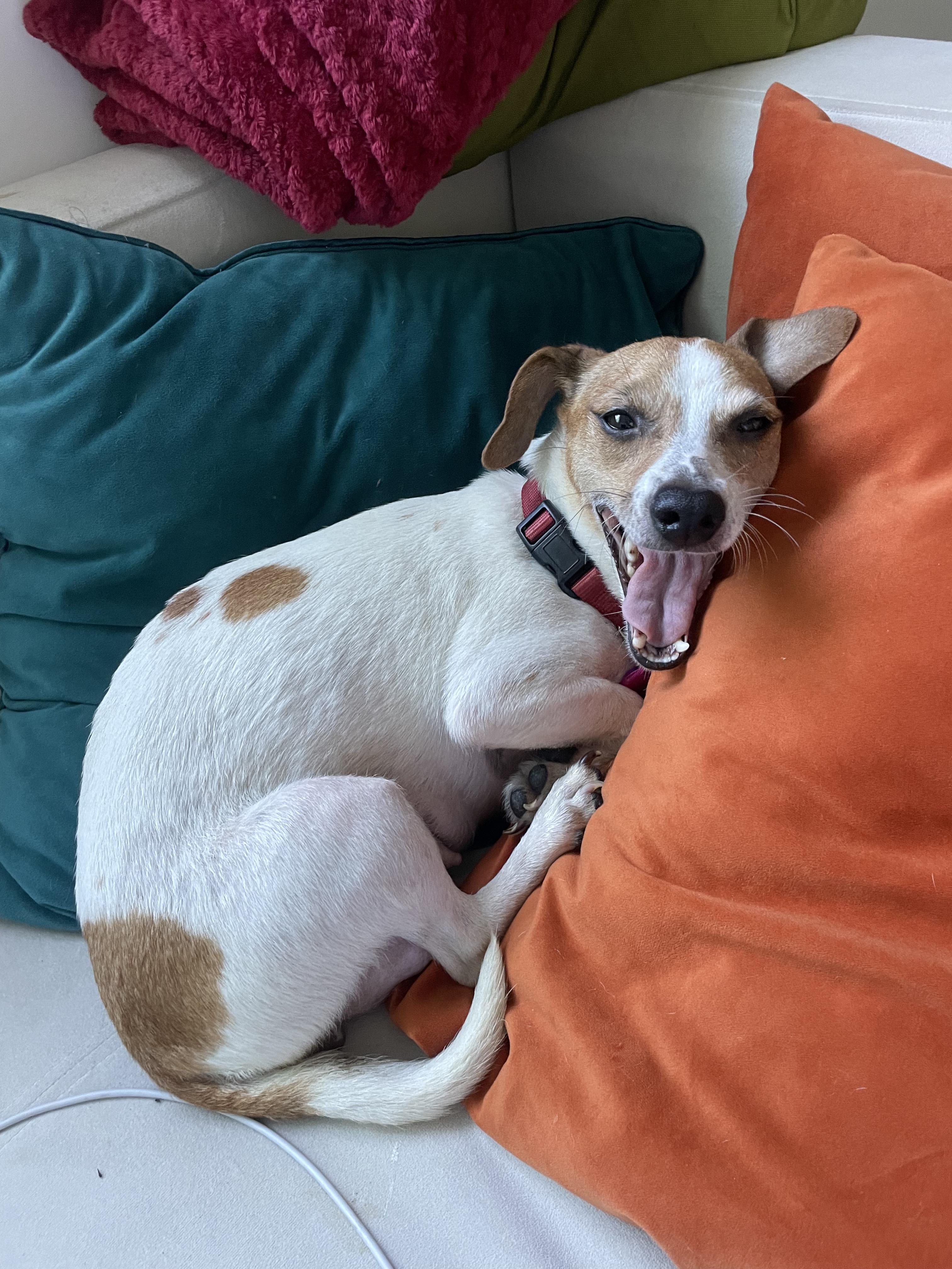 Belle, a Adoptable mixed breed in West Hollywood, CA image 6/6