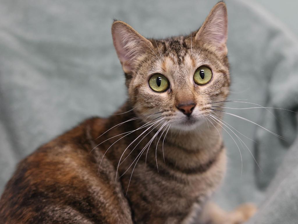 Dora, Adopted, Young Female Torbie & Domestic Short Hair.