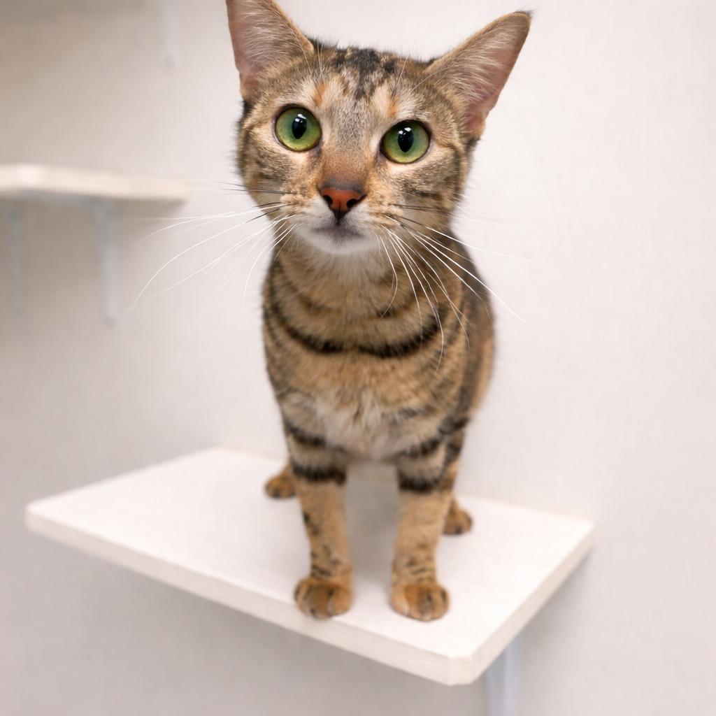 Enlarge Dora, a Adopted mixed breed in Raleigh, NC image 2/2