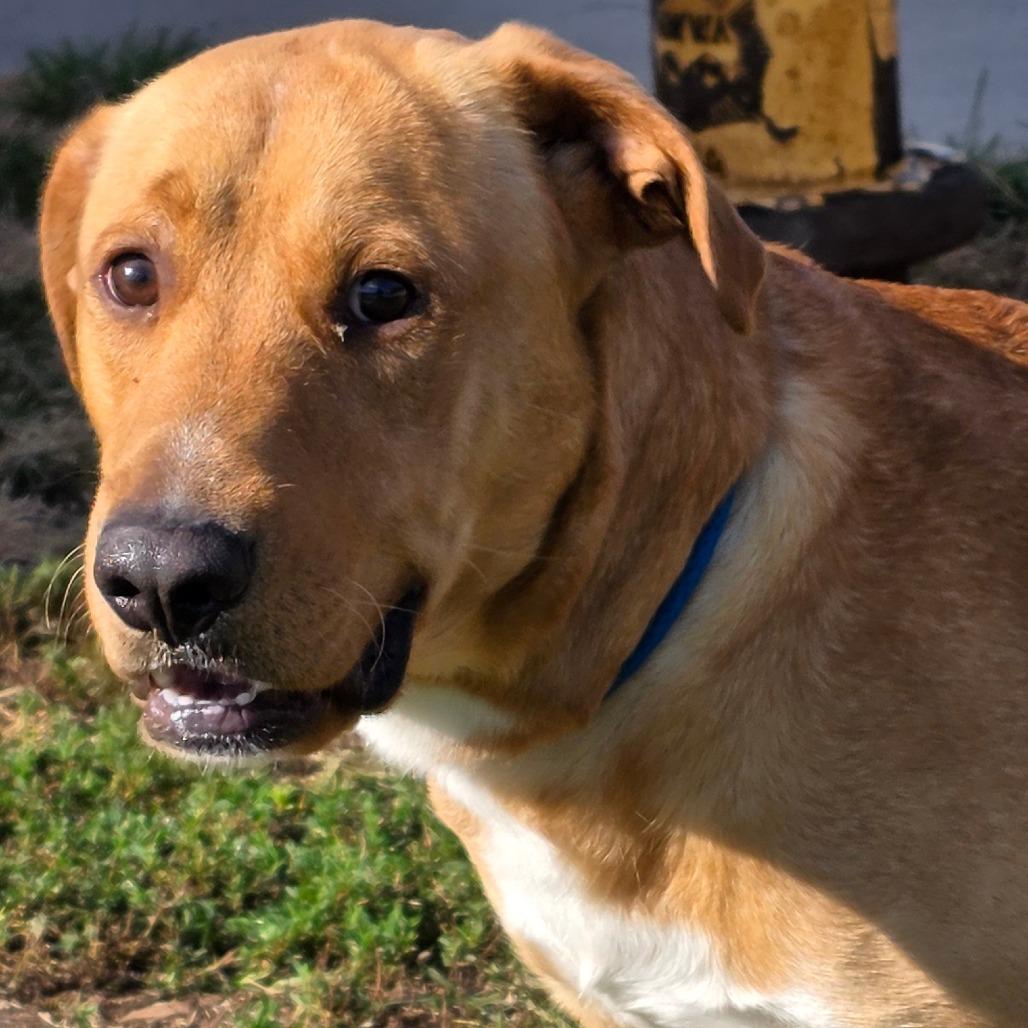 Sparky, Adoptable, Adult Male Labrador Retriever & Mixed Breed.