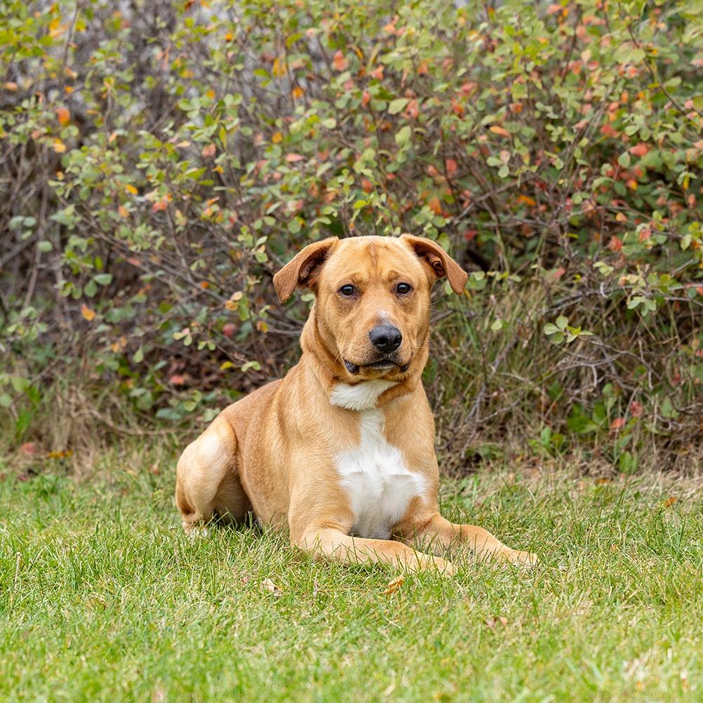 Sparky, a Adoptable mixed breed in Council Bluffs, IA image 2/4