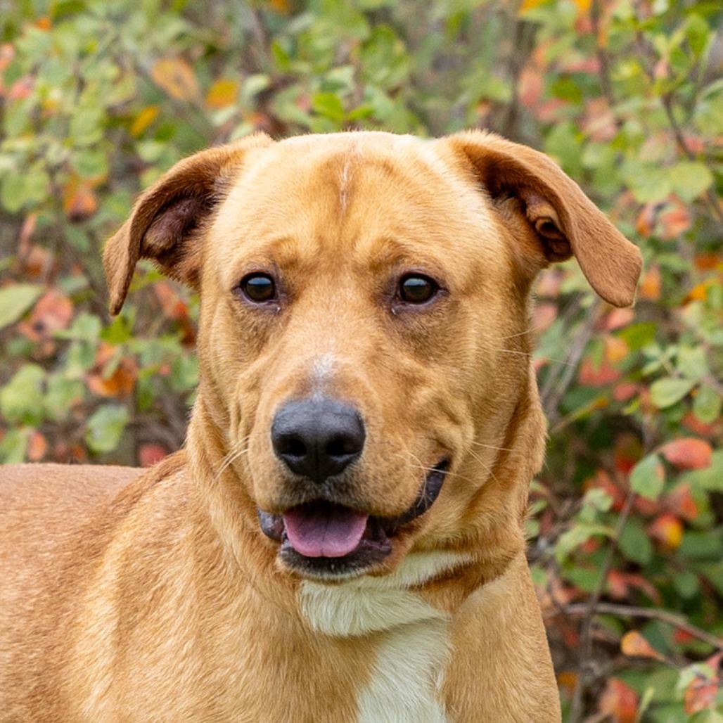 Sparky, a Adoptable mixed breed in Council Bluffs, IA image 3/4