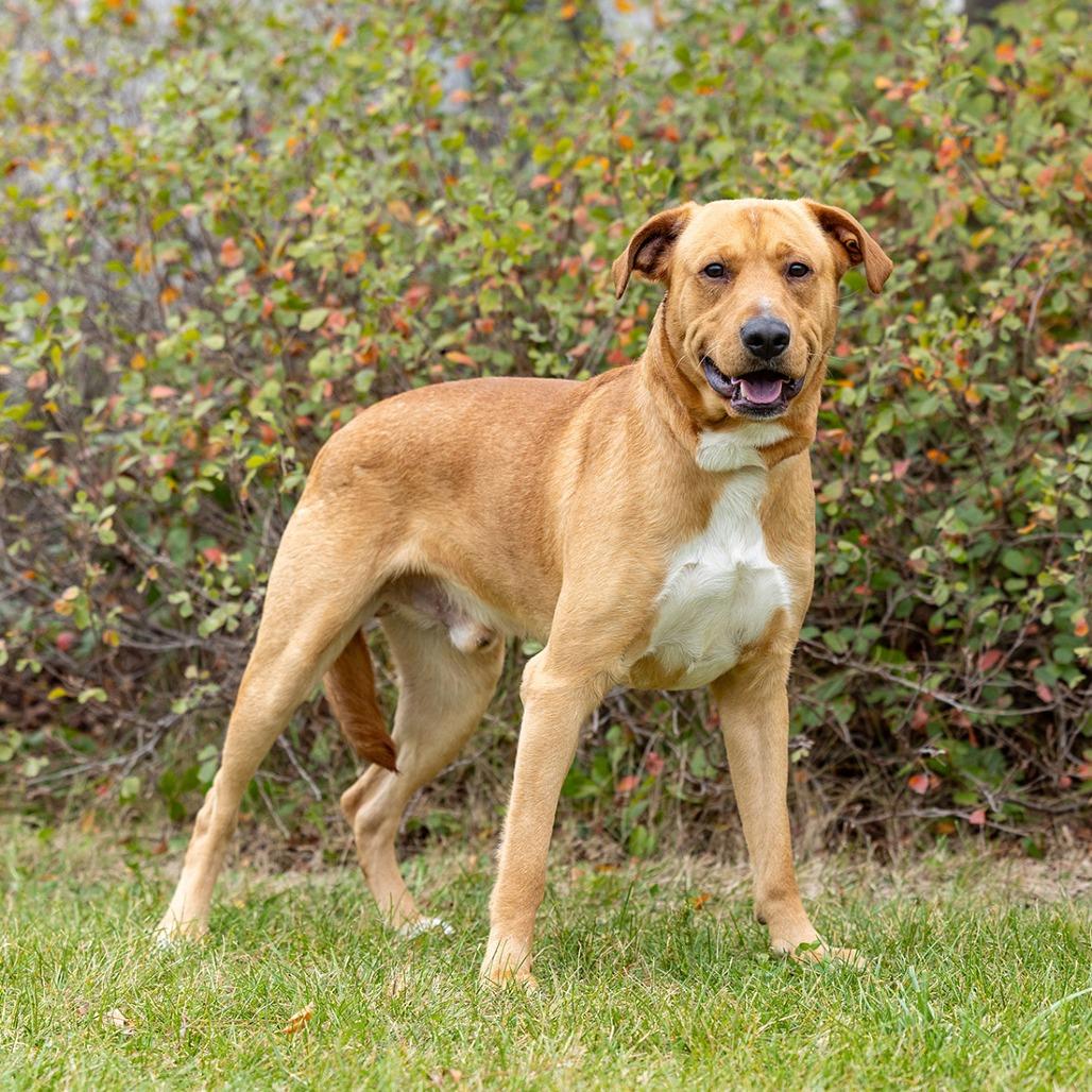 Sparky, a Adoptable mixed breed in Council Bluffs, IA image 4/4