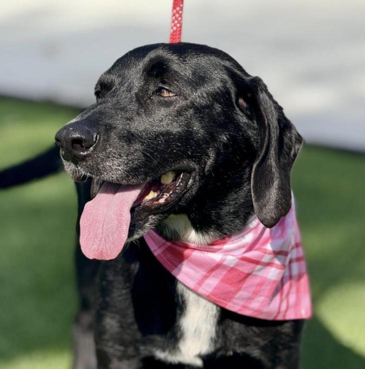 Enlarge Delta-One of a Kind Queen of Quirks!, a Adoptable mixed breed in Austin, TX image 5/5