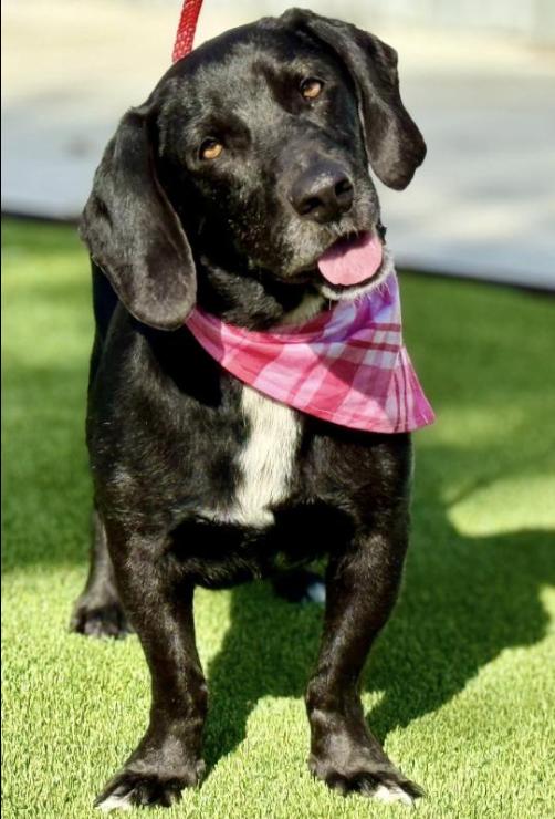 Enlarge Delta-One of a Kind Queen of Quirks!, a Adoptable mixed breed in Austin, TX image 3/5