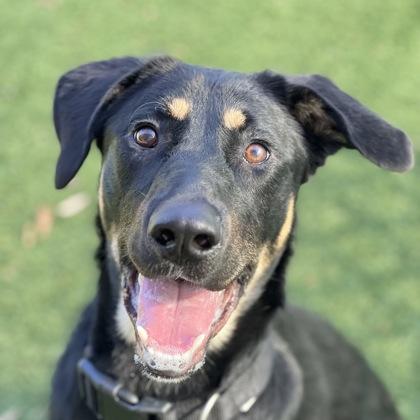 Diego, Baby Male German Shepherd Dog