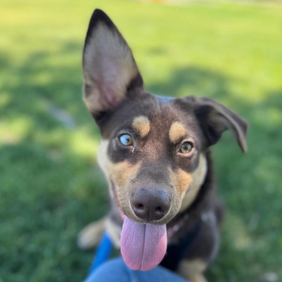 Enlarge Badger, a Adoptable Shepherd in Pacifica, CA image 1/2