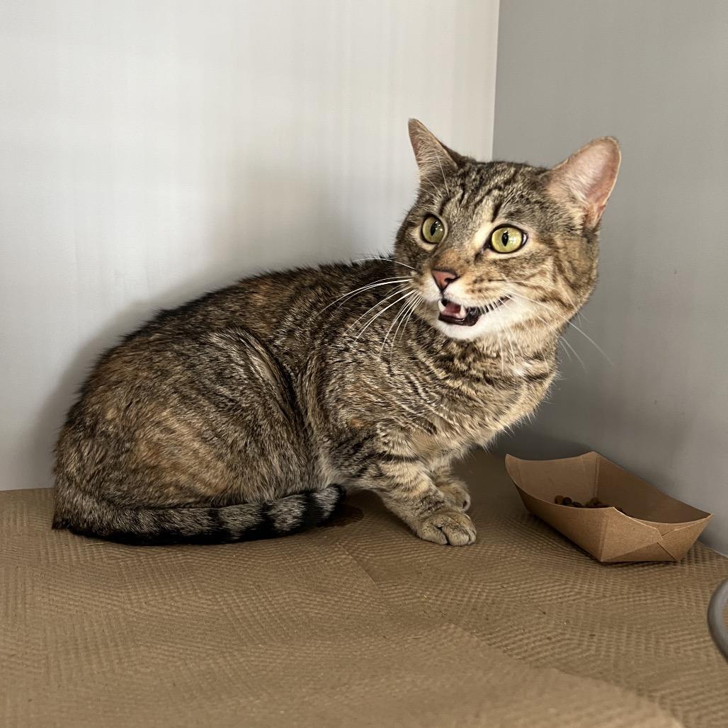 Goosie, a Adoptable Domestic Short Hair in Brooklyn, NY image 1/6