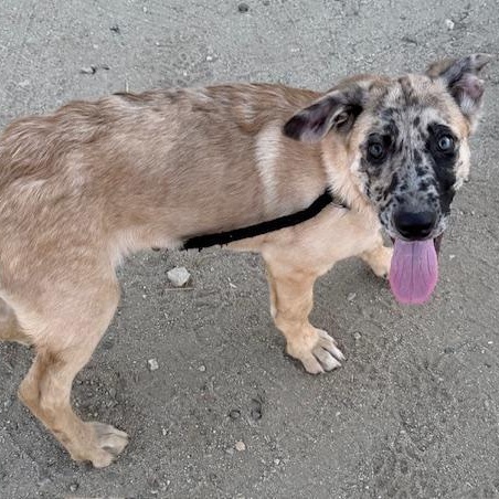 Bucky, Adoptable, Puppy Male Shepherd & Catahoula Leopard Dog.