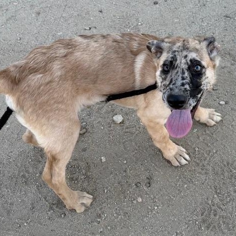 Enlarge Bucky, a Adoptable mixed breed in Agua Dulce, CA image 4/5