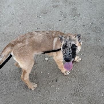 Enlarge Bucky, a Adoptable mixed breed in Agua Dulce, CA image 3/5