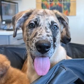 Enlarge Bucky, a Adoptable mixed breed in Agua Dulce, CA image 2/5