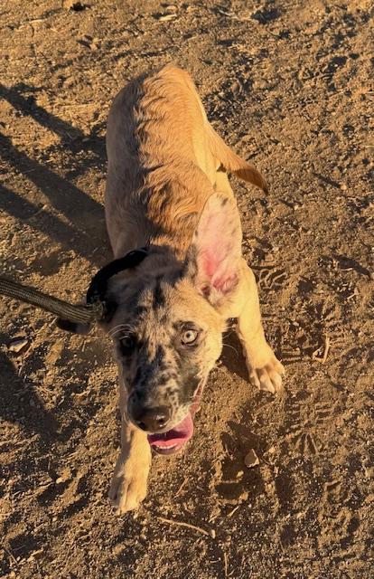 Enlarge Bucky, a Adoptable mixed breed in Agua Dulce, CA image 5/5