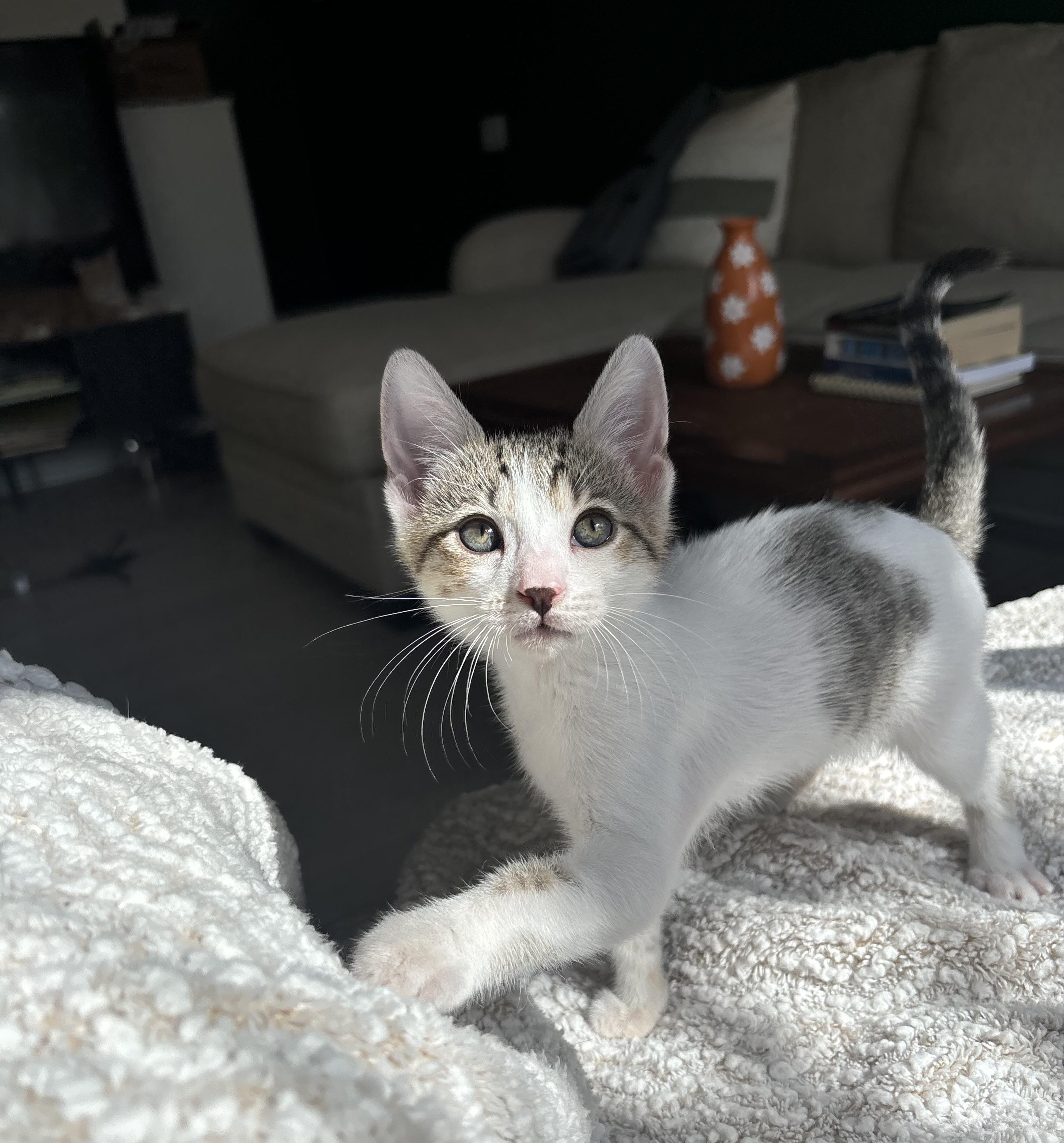 Enlarge Uni, a Adopted American Shorthair in Arlington, VA image 2/6