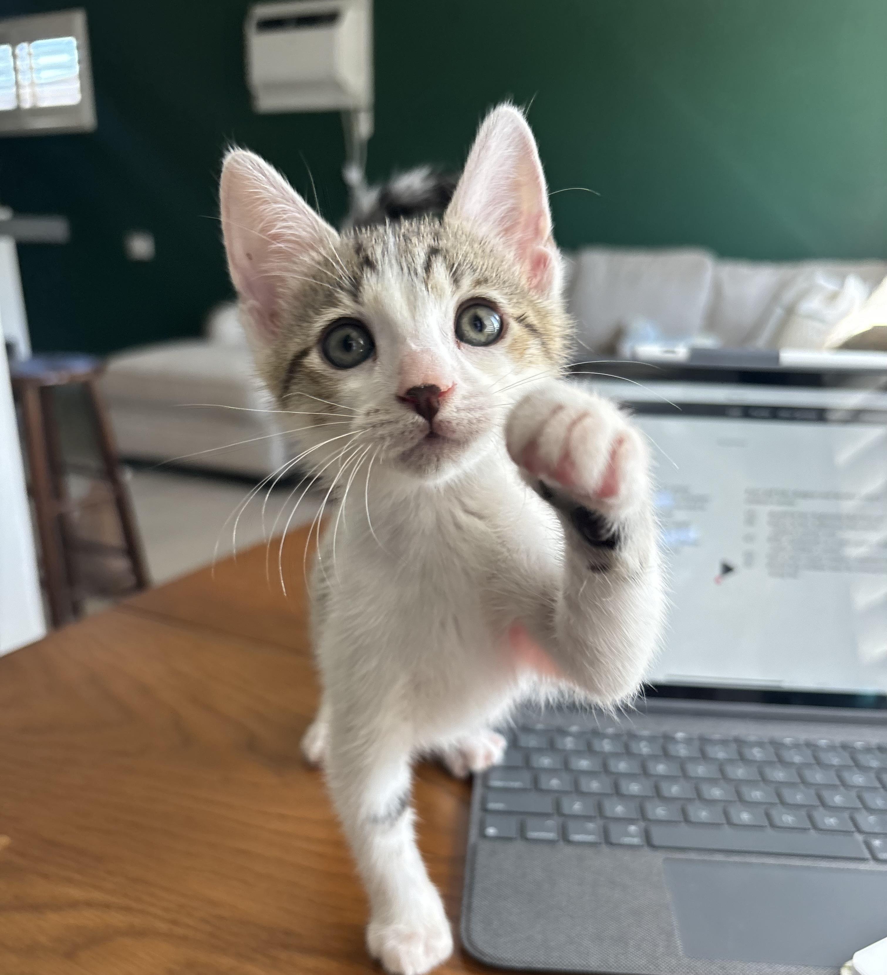 Uni, Adopted, Kitten Female American Shorthair.