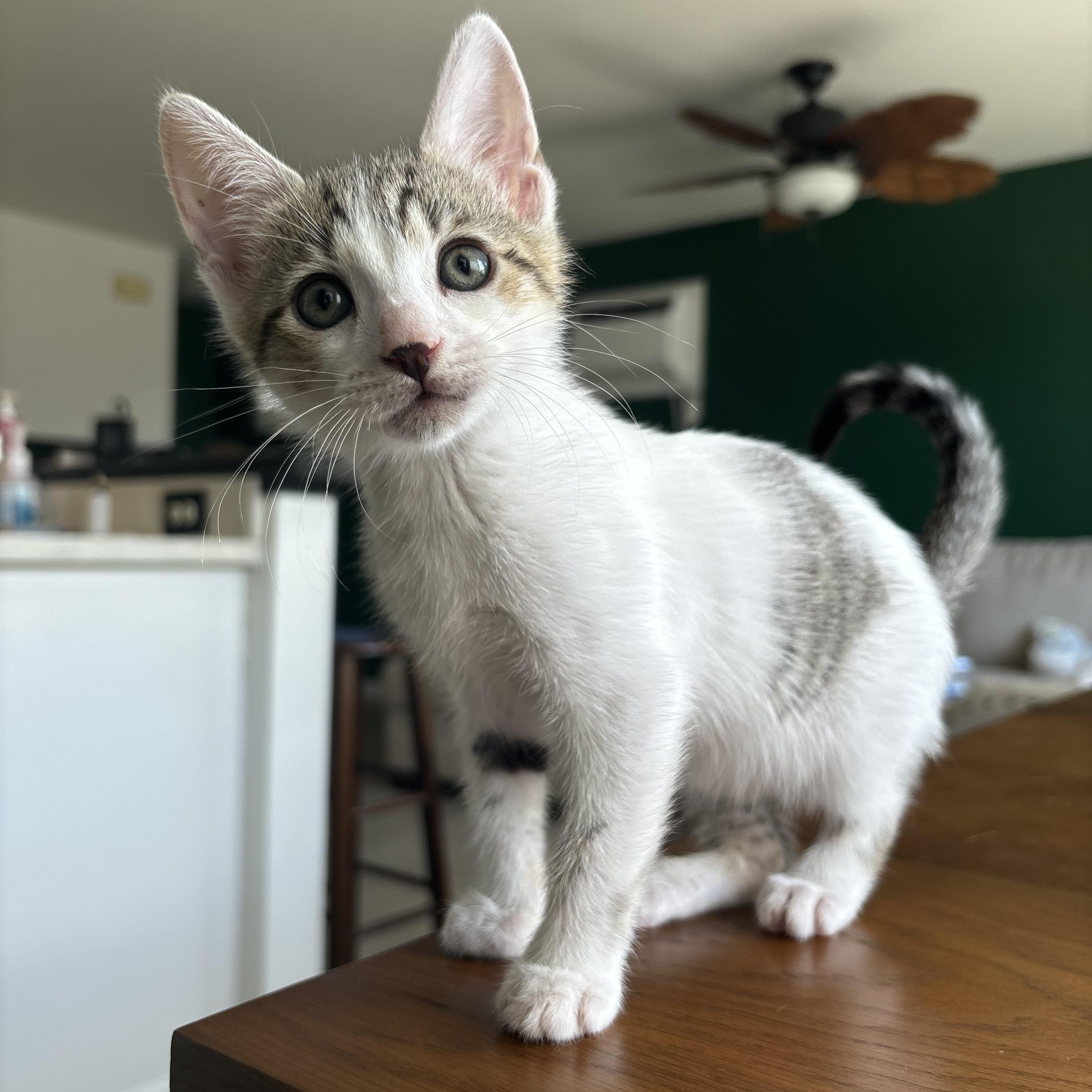 Enlarge Uni, a Adopted American Shorthair in Arlington, VA image 4/6