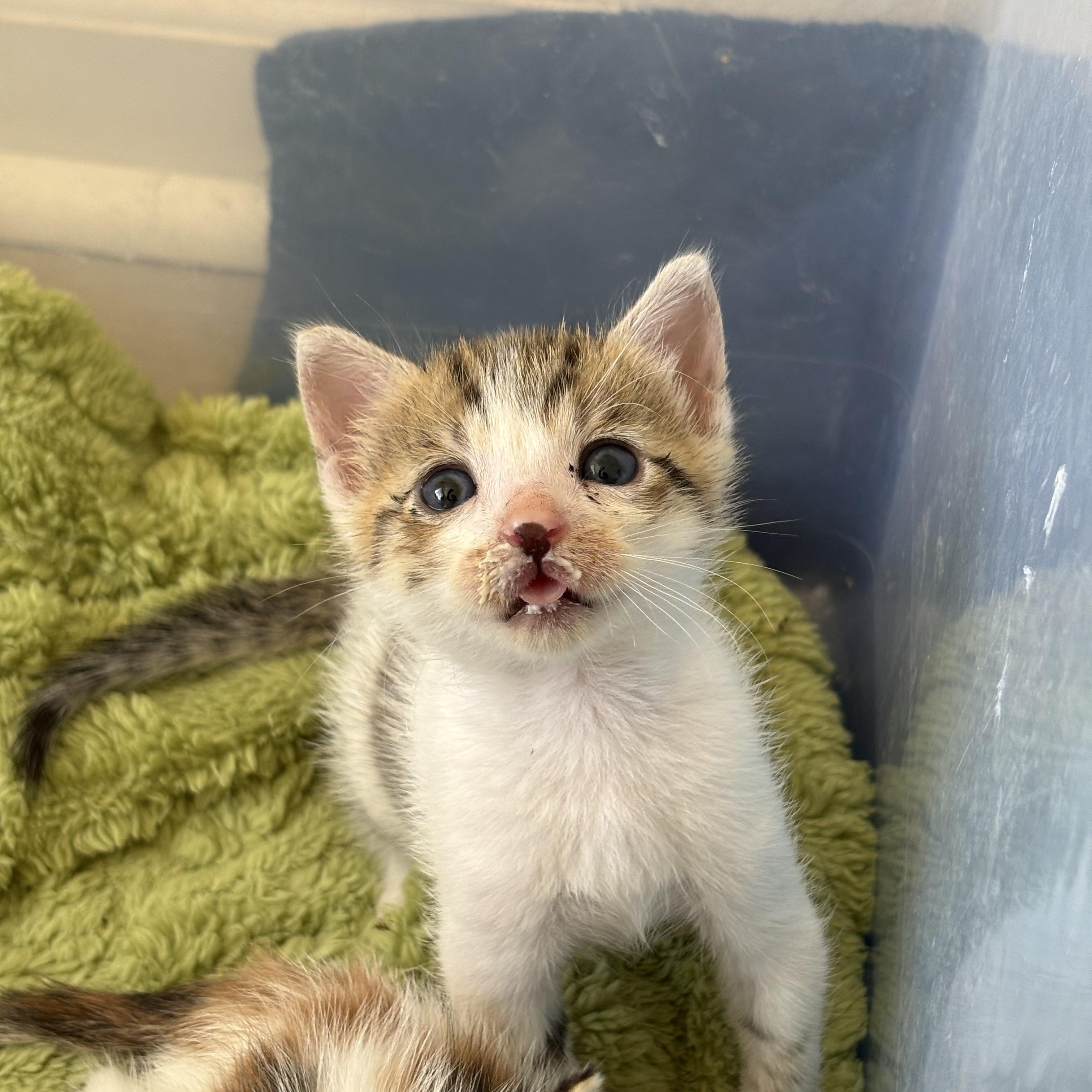 Enlarge Uni, a Adopted American Shorthair in Arlington, VA image 5/6