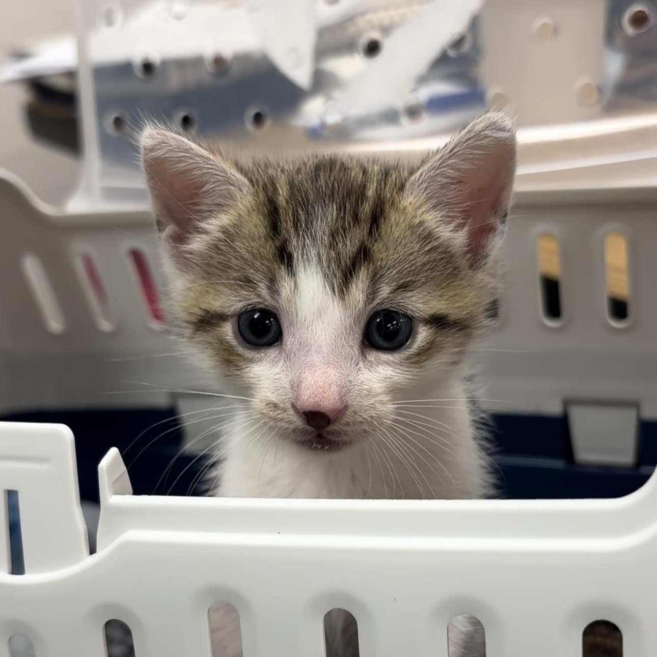 Enlarge Uni, a Adopted American Shorthair in Arlington, VA image 3/6