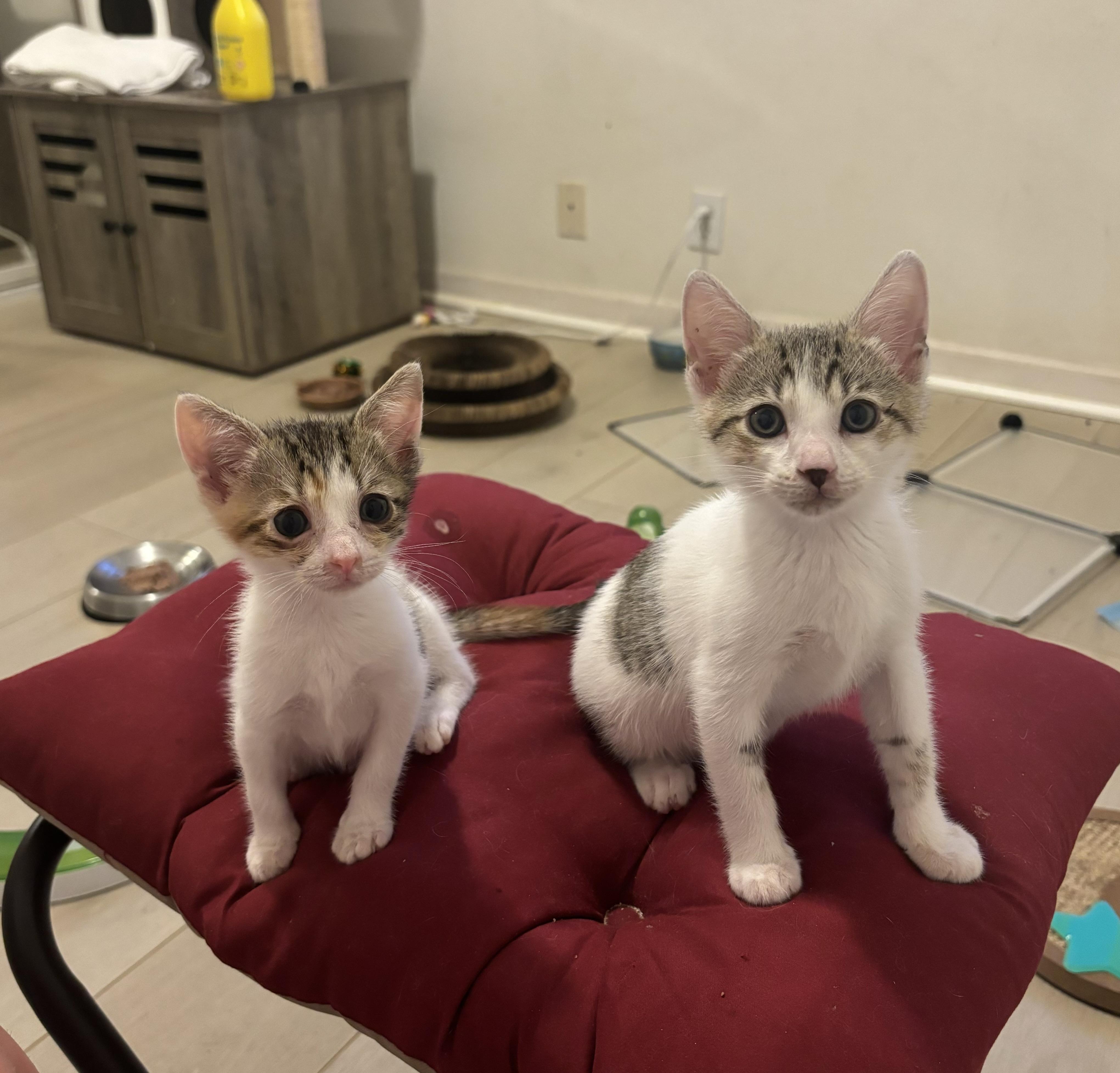 Enlarge Uni, a Adopted American Shorthair in Arlington, VA image 6/6