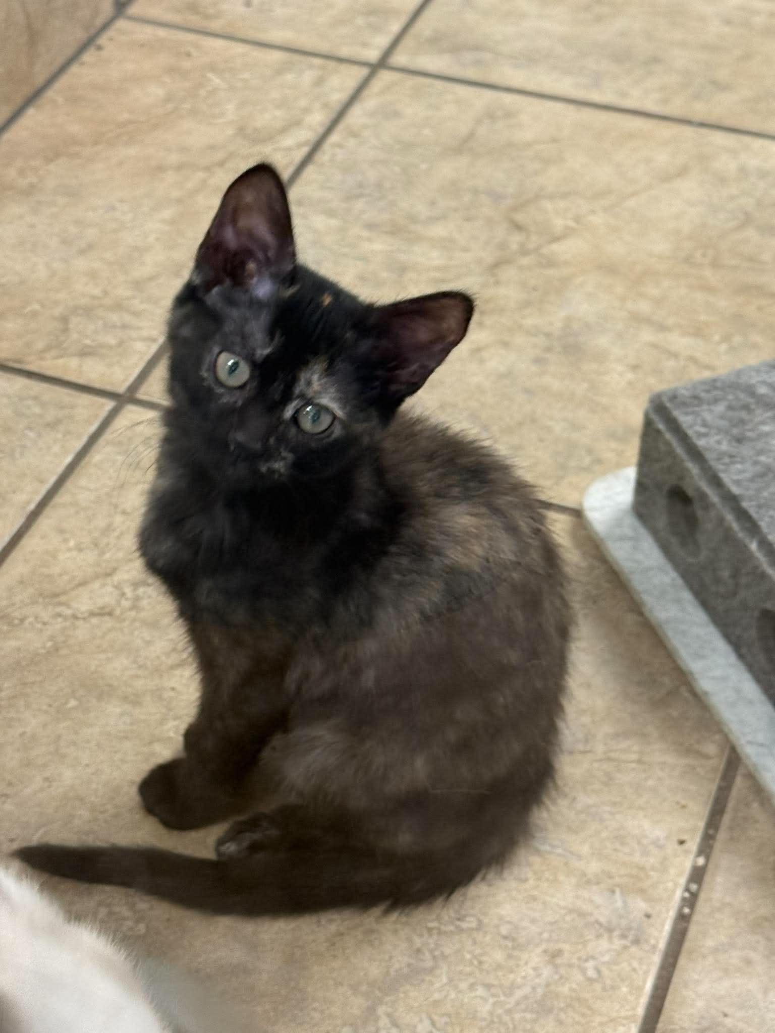 Enlarge Amo, an adopted Domestic Short Hair in Canon City, CO image 1/1
