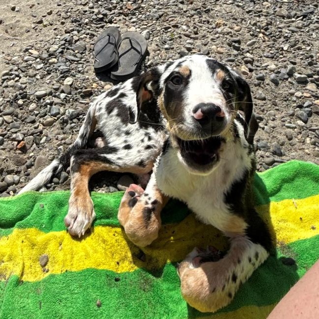 Great Dane (mixed breed puppy), Adopted, Puppy Male Great Dane.