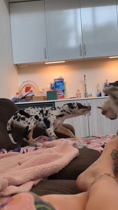 Enlarge Great Dane (mixed breed puppy), a Adopted mixed breed in Kirkland, WA video 2/2