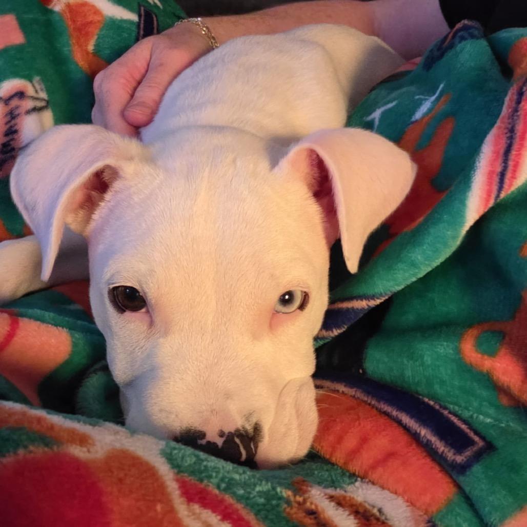 Echo Deaf, Adoptable, Puppy Male American Staffordshire Terrier.