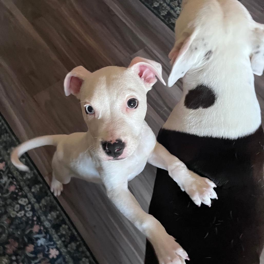 Enlarge Echo Deaf, a Adoptable American Staffordshire Terrier in Mooresville, IN image 2/6