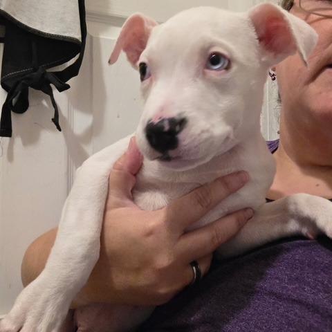 Enlarge Echo Deaf, a Adoptable American Staffordshire Terrier in Mooresville, IN image 3/6