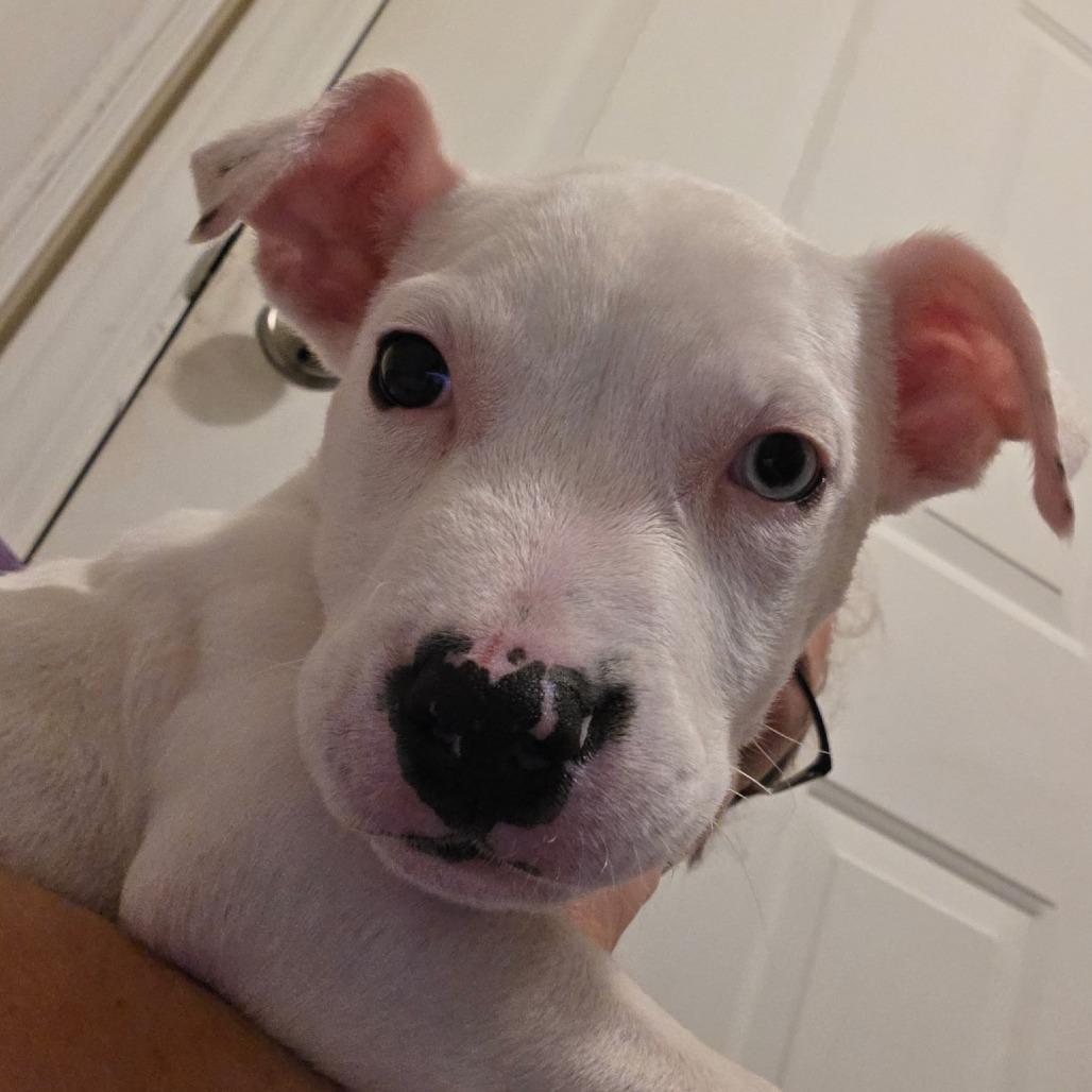 Enlarge Echo Deaf, a Adoptable American Staffordshire Terrier in Mooresville, IN image 4/6