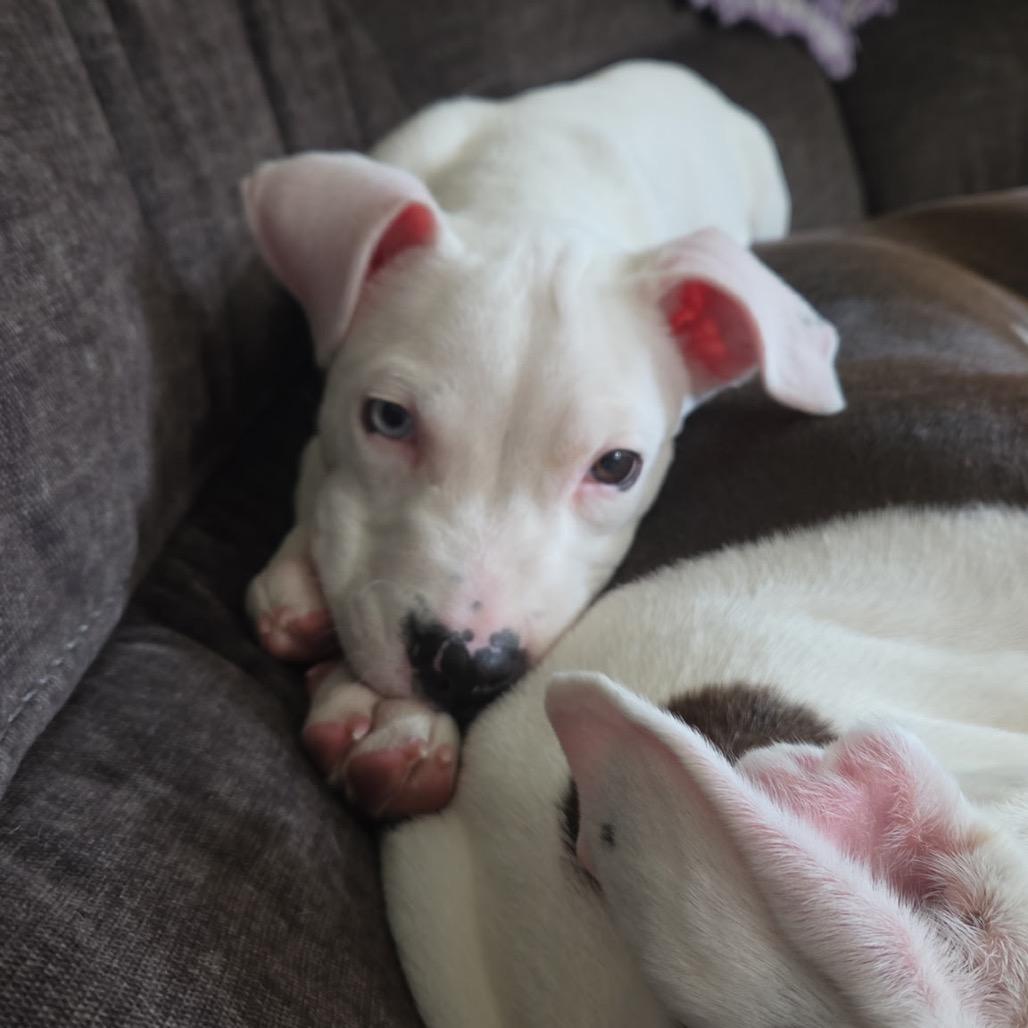 Enlarge Echo Deaf, a Adoptable American Staffordshire Terrier in Mooresville, IN image 5/6