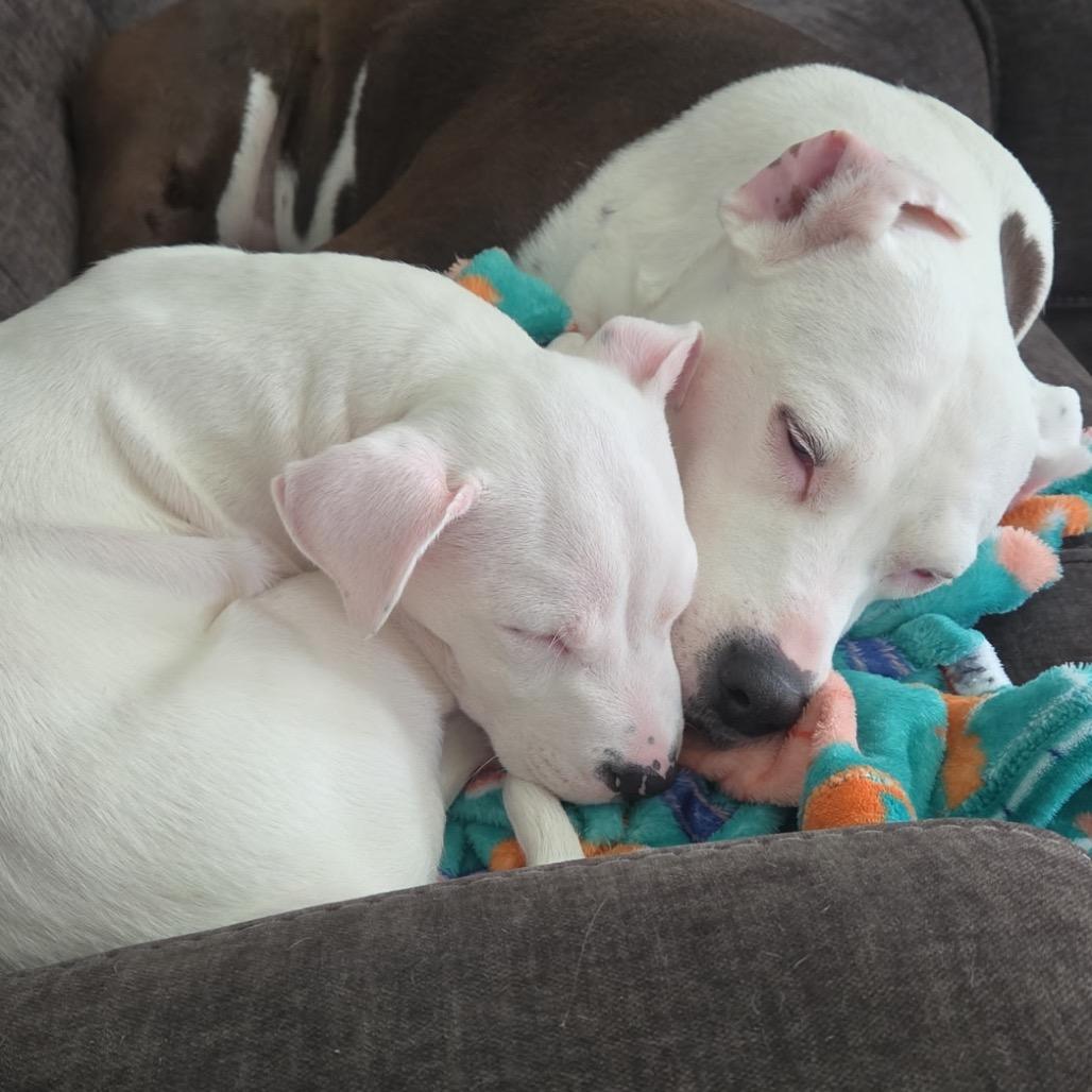 Enlarge Echo Deaf, a Adoptable American Staffordshire Terrier in Mooresville, IN image 6/6