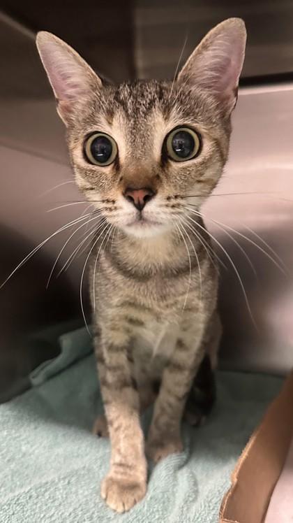 Nefertiti, Adoptable, Young Female Domestic Short Hair & Domestic Short Hair.