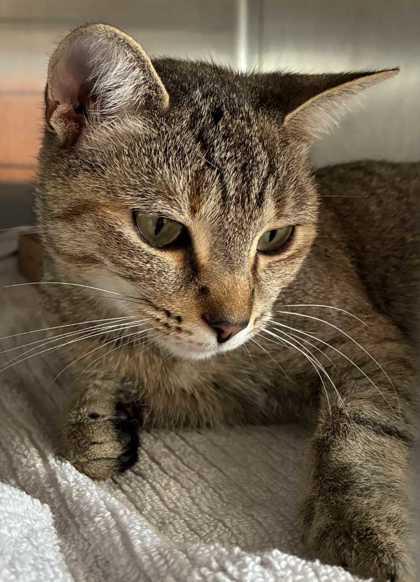 Enlarge Nefertiti, a Adoptable mixed breed in New Albany, IN image 2/2